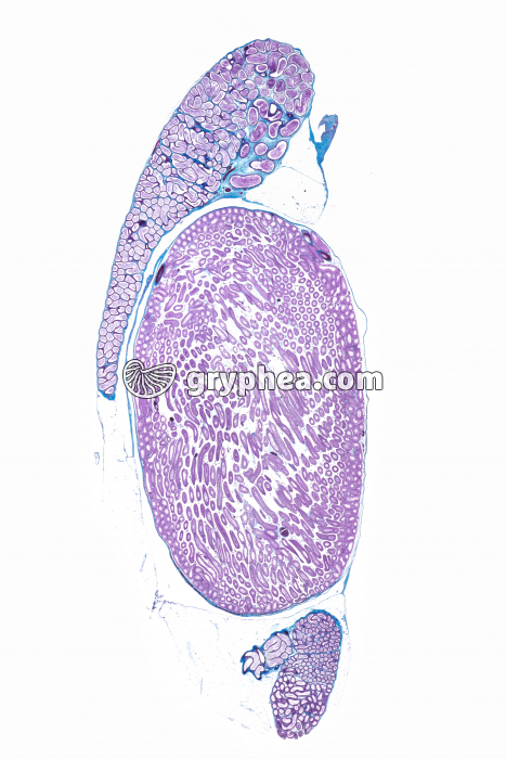 Testicule Rat CL x1,2 - gryphea.com